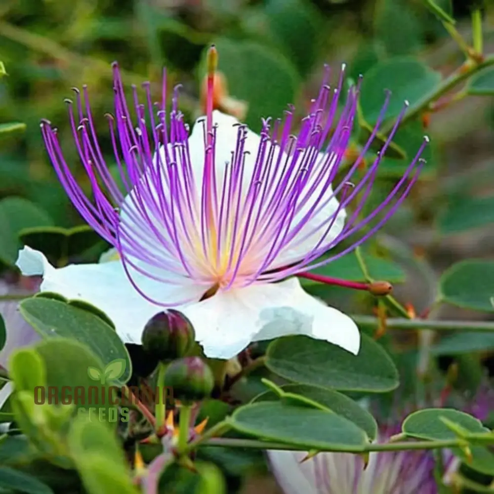 Exotic Caper Bush Flowering Seed, Elevate Your Garden's Charm with These Prized Floral Gems, Ideal for Planting and Gardening Enthusiasts