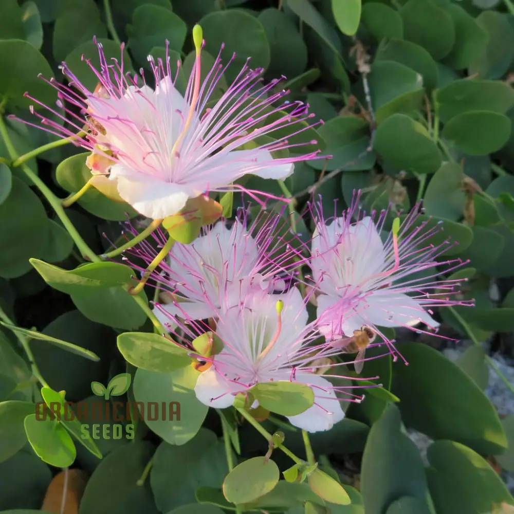 Exotic Caper Bush Flowering Seed, Elevate Your Garden's Charm with These Prized Floral Gems, Ideal for Planting and Gardening Enthusiasts - Image 3
