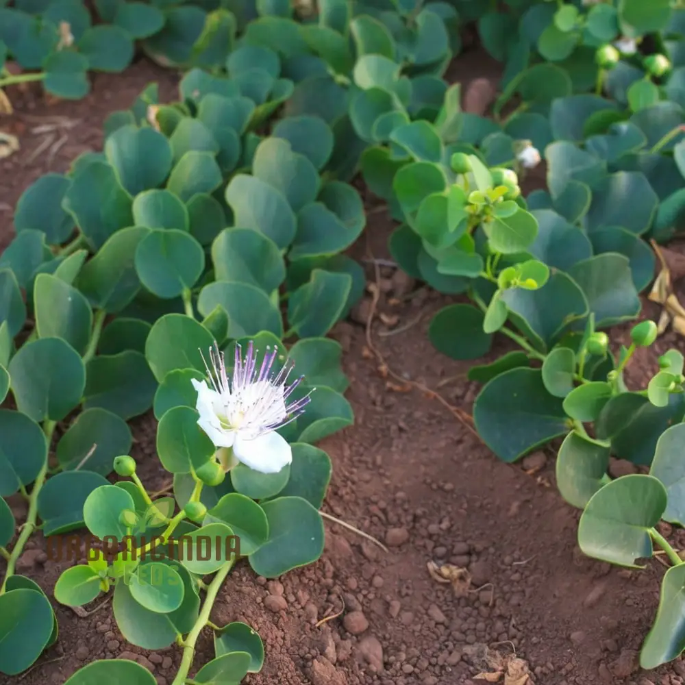 Exotic Caper Bush Flowering Seed, Elevate Your Garden's Charm with These Prized Floral Gems, Ideal for Planting and Gardening Enthusiasts - Image 4
