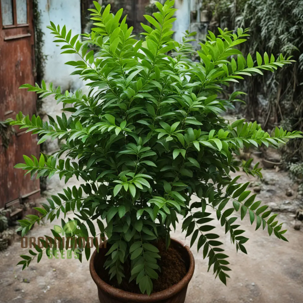 Curry Leaf Seeds – Exotic Murraya Koenigii Non-GMO Seeds for Planting - Image 3
