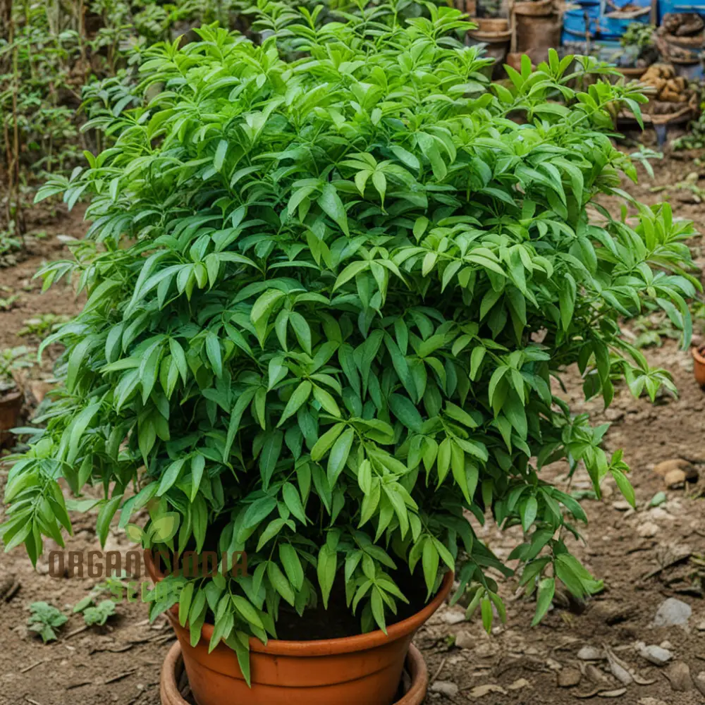 Curry Leaf Seeds – Exotic Murraya Koenigii Non-GMO Seeds for Planting - Image 4