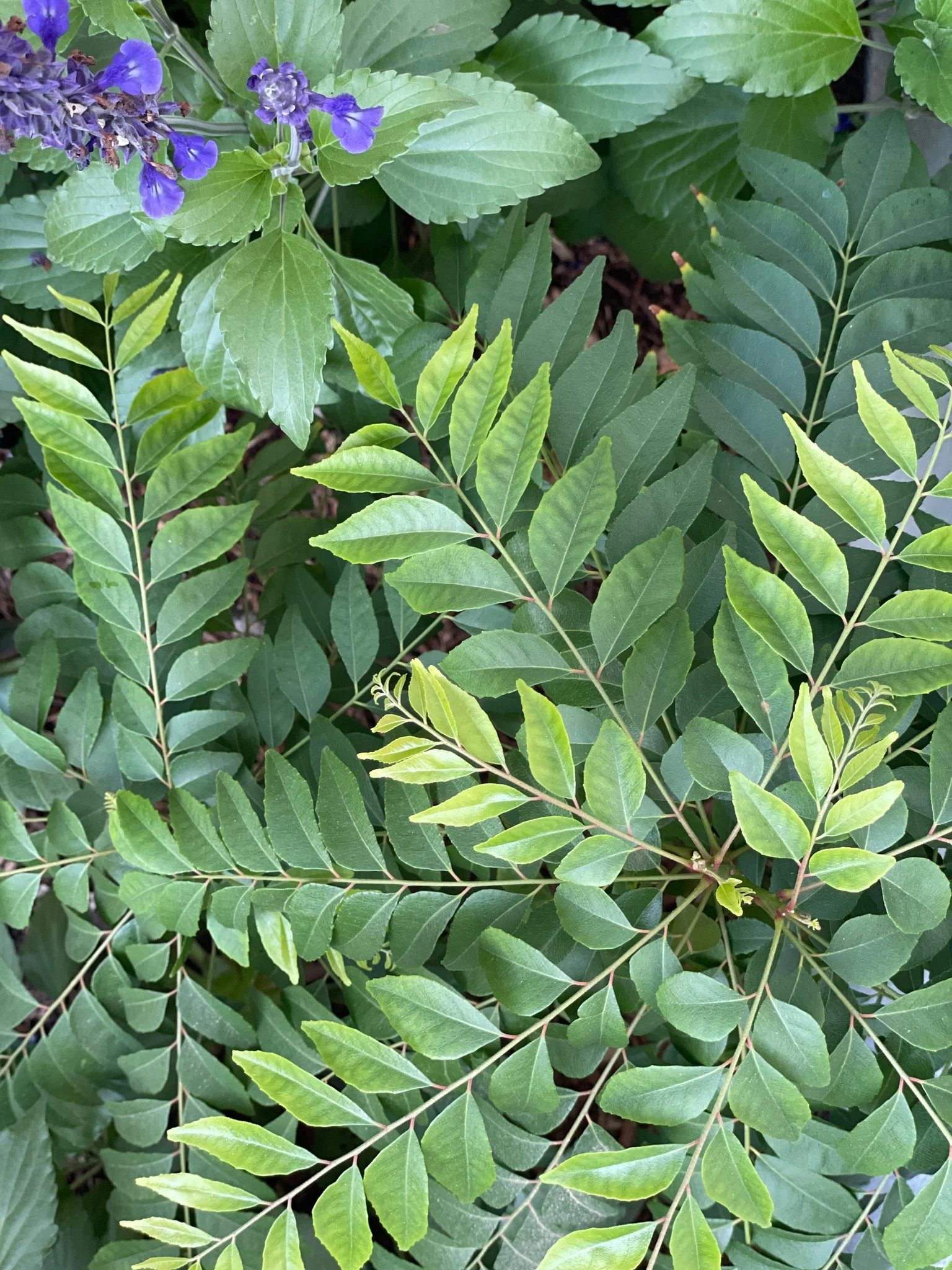 Curry Leaf Seeds – Exotic Murraya Koenigii Non-GMO Seeds for Planting - Image 5