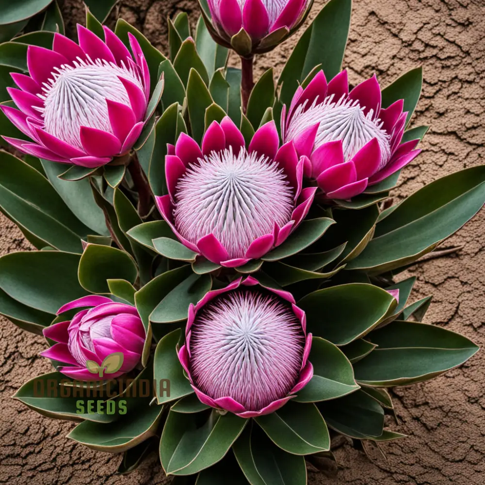 Exotic Protea Flower Plant Seeds - Stunning Blooms for Your Garden