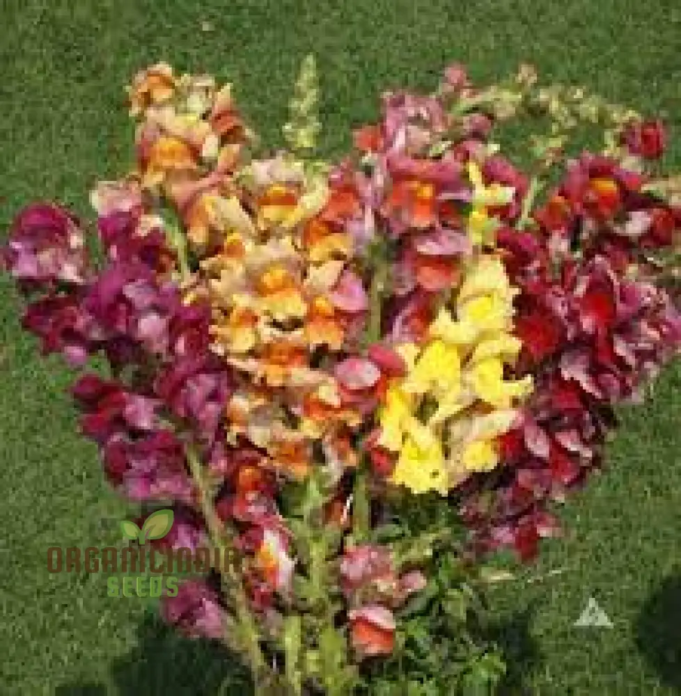 Exquisite Antirrhinum Majus 'Angel Towers' - Majestic Snapdragons for Your Garden Delight
