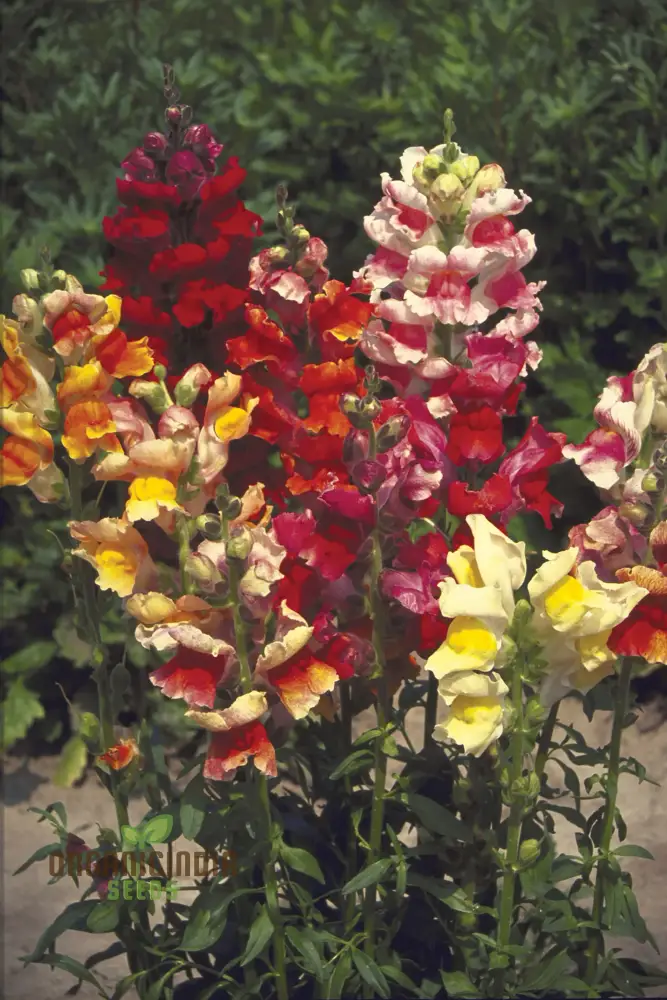 Exquisite Antirrhinum Majus 'Angel Towers' - Majestic Snapdragons for Your Garden Delight - Image 3