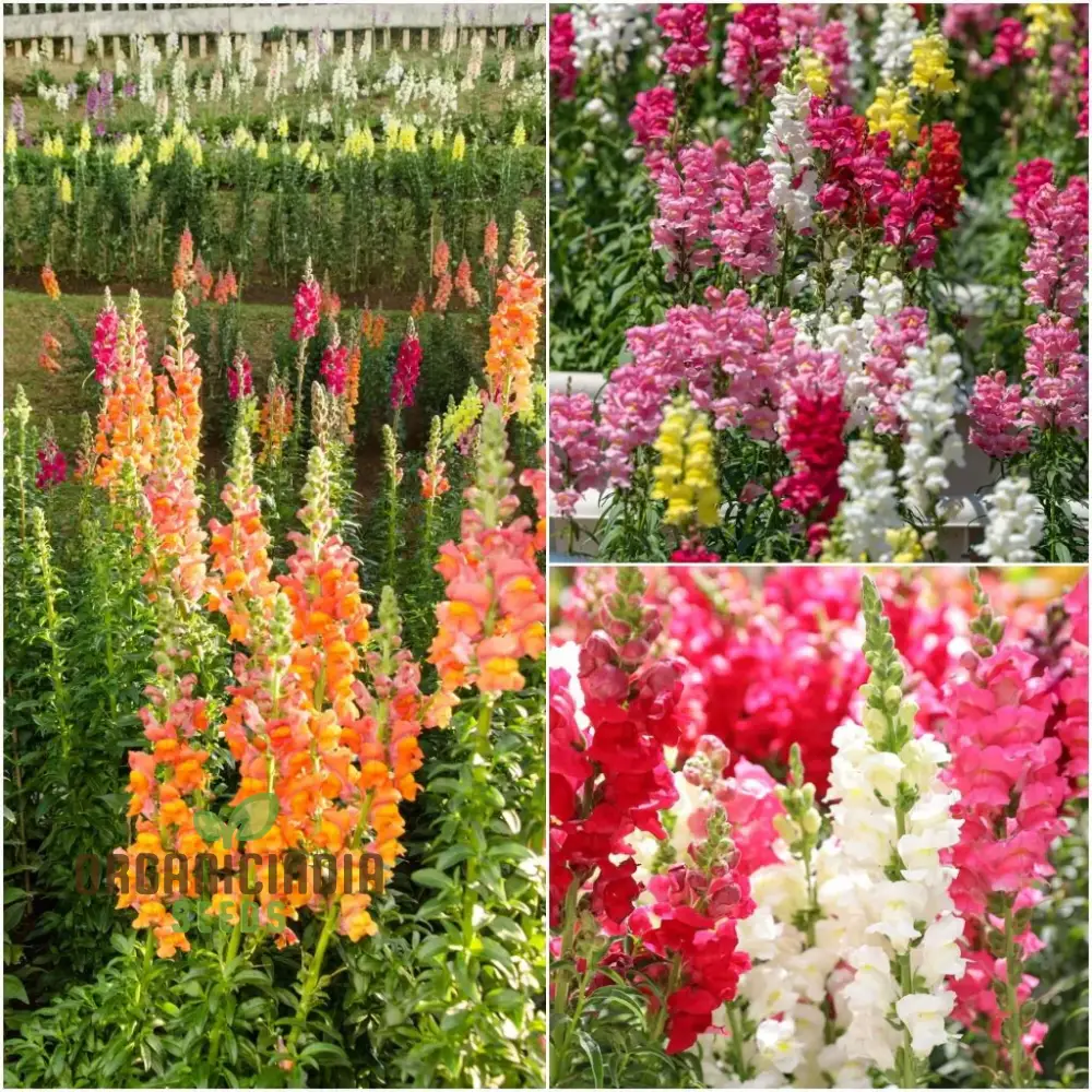 Exquisite Antirrhinum Majus 'Angel Towers' - Majestic Snapdragons for Your Garden Delight - Image 4
