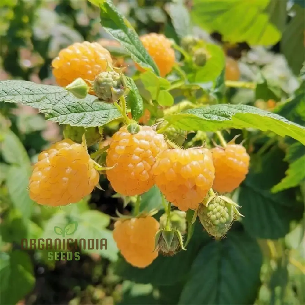 Exquisite Golden Raspberry Fruit Seeds - Cultivate Your Garden with Lush, Delicious Berries through Expert Planting and Gardening Techniques