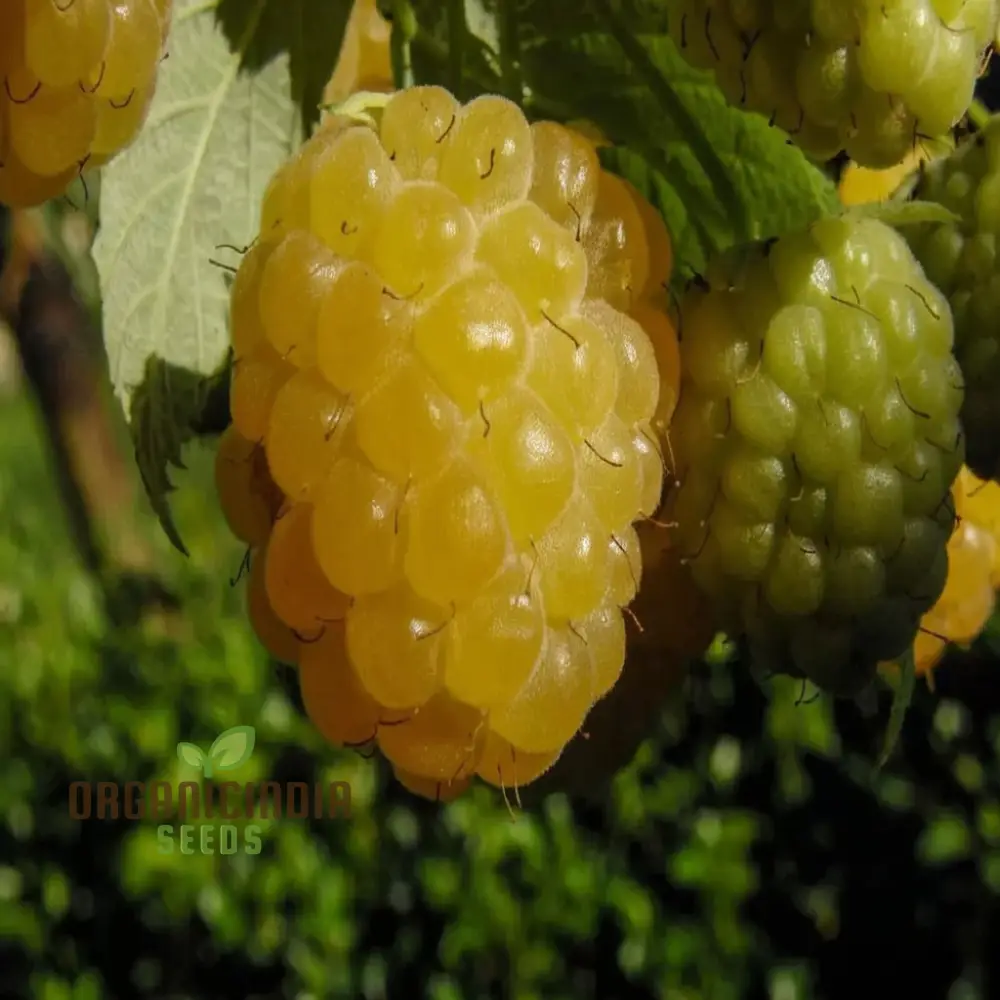 Exquisite Golden Raspberry Fruit Seeds - Cultivate Your Garden with Lush, Delicious Berries through Expert Planting and Gardening Techniques - Image 3