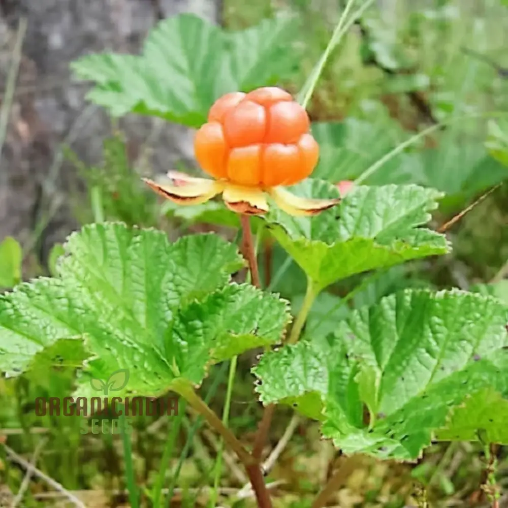 Exquisite Golden Raspberry Fruit Seeds - Cultivate Your Garden with Lush, Delicious Berries through Expert Planting and Gardening Techniques - Image 4