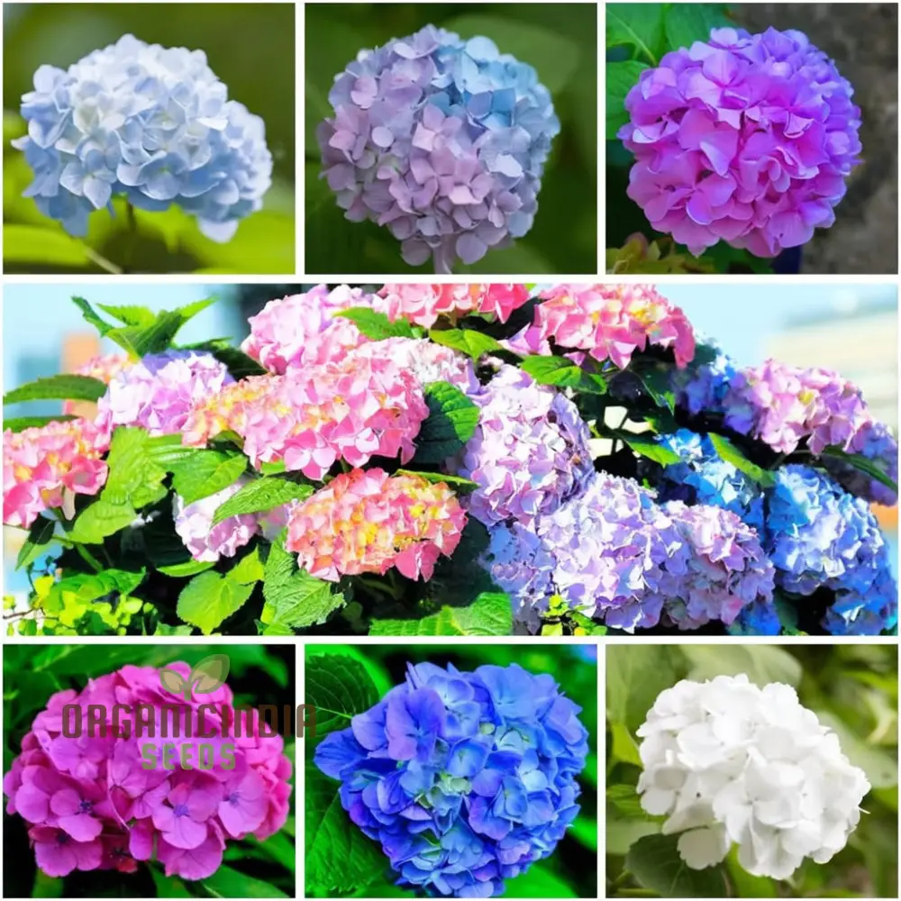 Exquisite Hydrangea Flower Seeds Mix for Breathtaking Gardens, A Must-Have for Planting and Gardening Enthusiasts