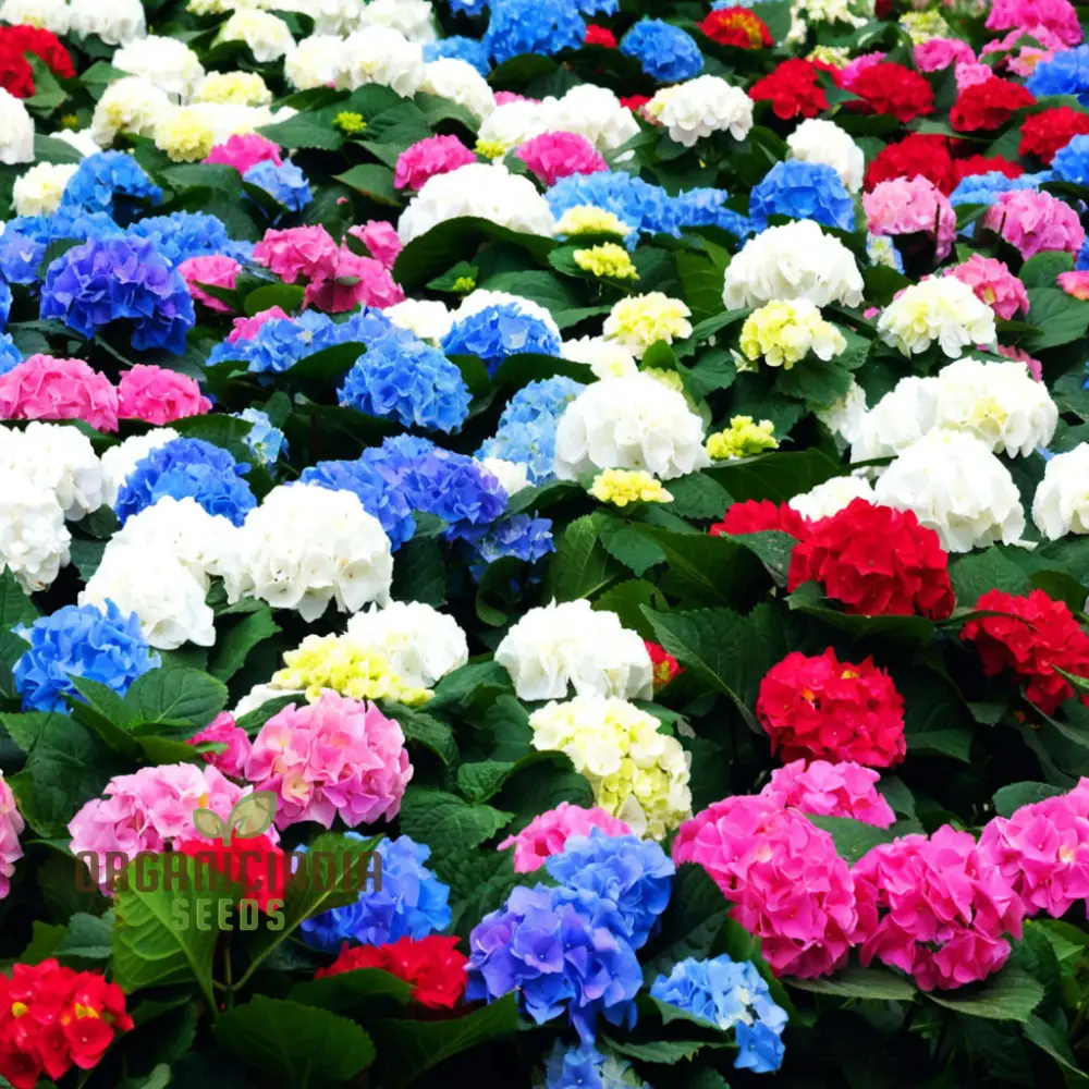 Exquisite Hydrangea Flower Seeds Mix for Breathtaking Gardens, A Must-Have for Planting and Gardening Enthusiasts - Image 3