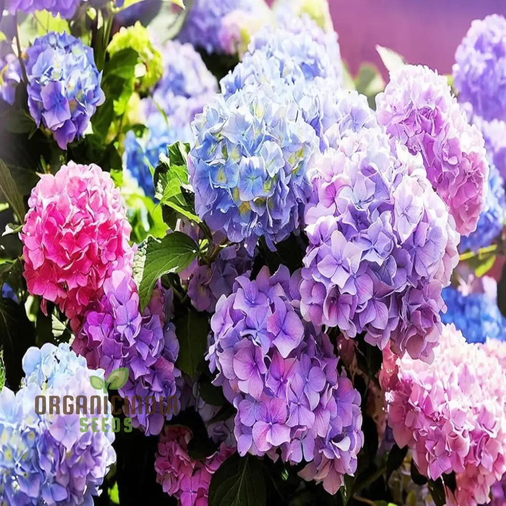 Exquisite Hydrangea Flower Seeds Mix for Breathtaking Gardens, A Must-Have for Planting and Gardening Enthusiasts - Image 4
