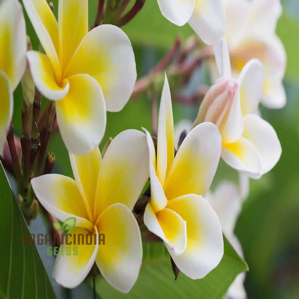 Plumeria Apricot Flower Seeds – Premium Tropical Blooms for Garden Planting
