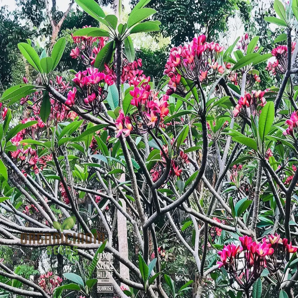 Plumeria Apricot Flower Seeds – Premium Tropical Blooms for Garden Planting - Image 3