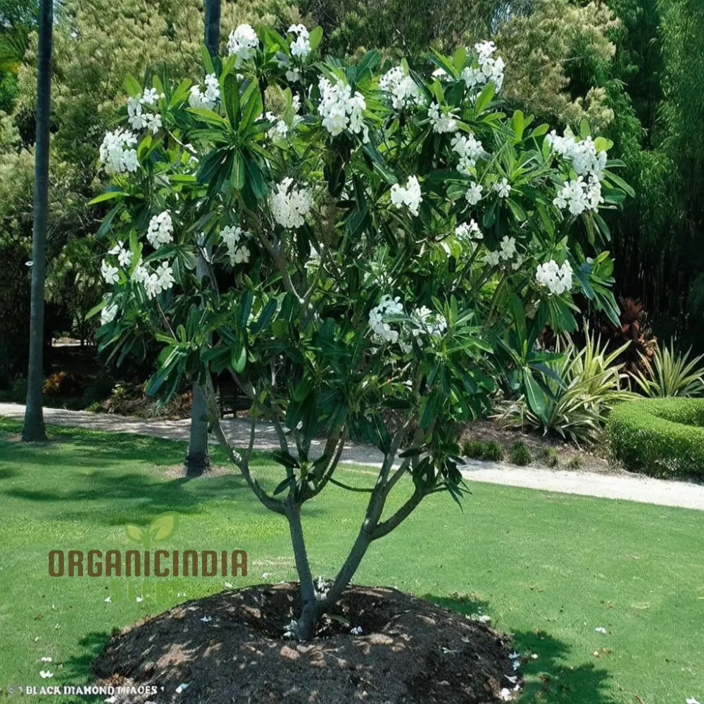 Plumeria Apricot Flower Seeds – Premium Tropical Blooms for Garden Planting - Image 4
