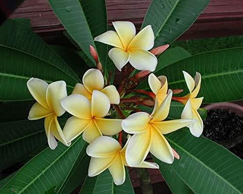 Plumeria Apricot Flower Seeds – Premium Tropical Blooms for Garden Planting - Image 5