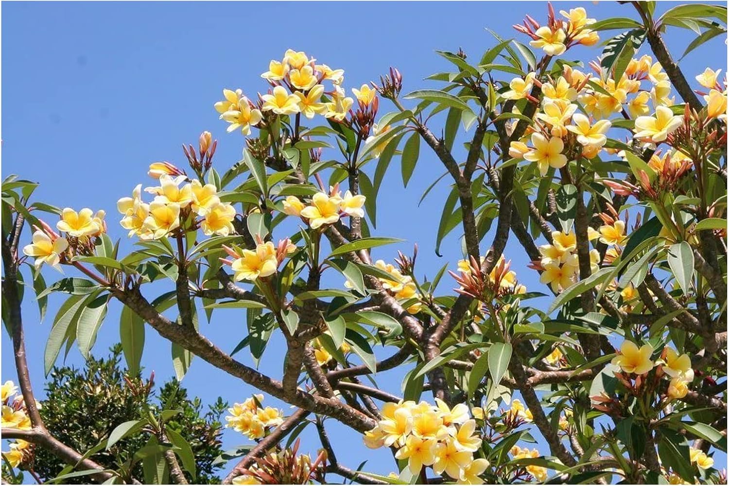 Plumeria Apricot Flower Seeds – Premium Tropical Blooms for Garden Planting - Image 6
