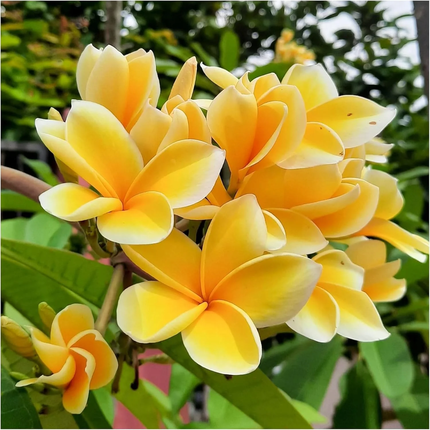 Plumeria Apricot Flower Seeds – Premium Tropical Blooms for Garden Planting - Image 7