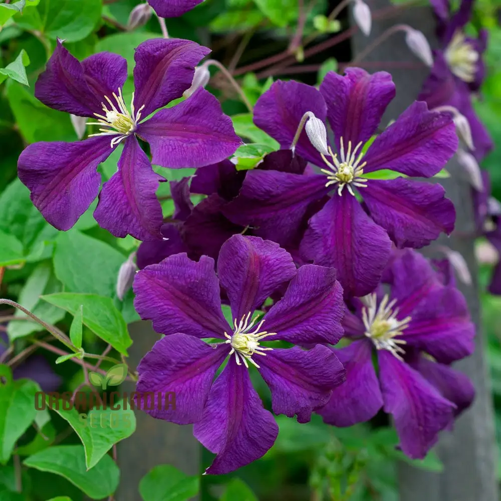 Exquisite Purple Clematis Creeper Single Flower Seeds for Planting - Perfect for Garden Aficionados