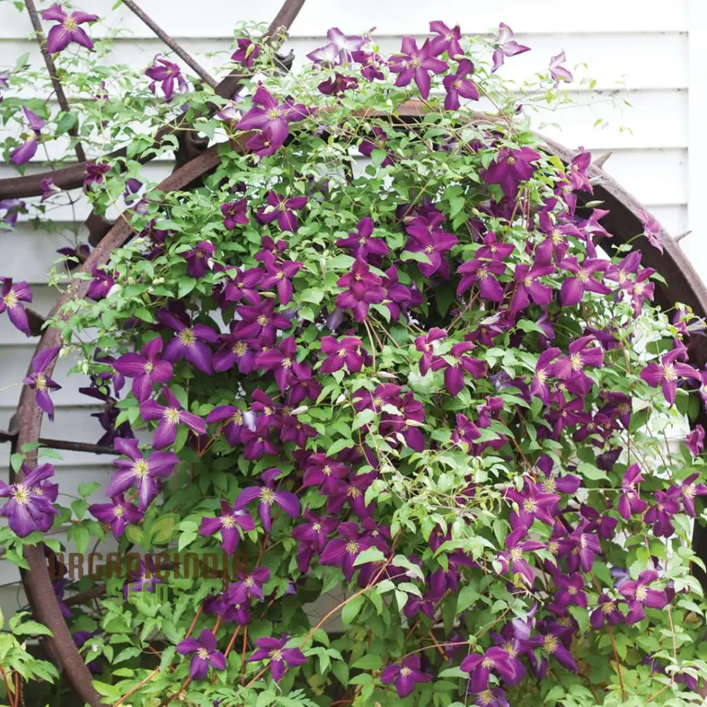 Exquisite Purple Clematis Creeper Single Flower Seeds for Planting - Perfect for Garden Aficionados - Image 3
