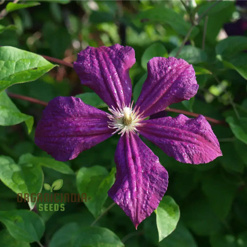 Exquisite Purple Clematis Creeper Single Flower Seeds for Planting - Perfect for Garden Aficionados - Image 4