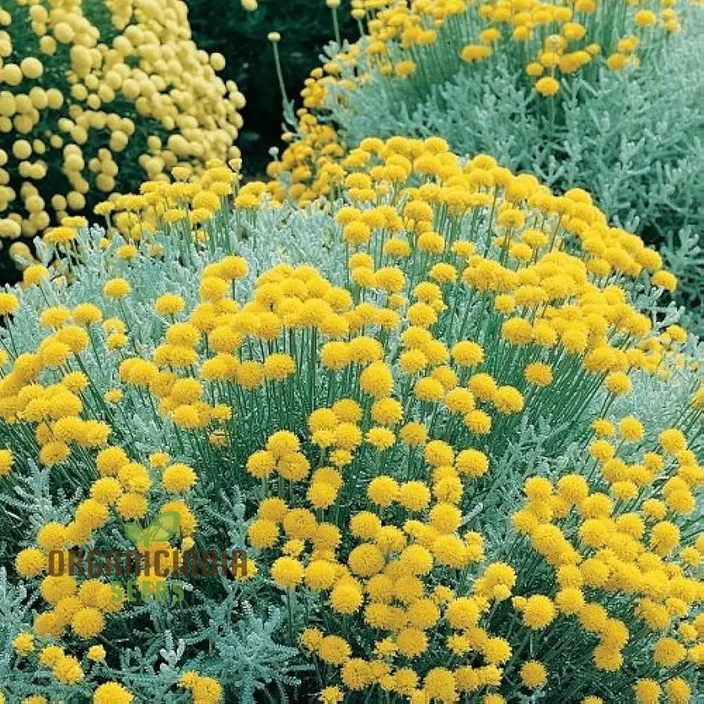 Santolina Seeds (Cotton Lavender Seeds) - Fragrant Hardy Blooms for Borders & Landscapes