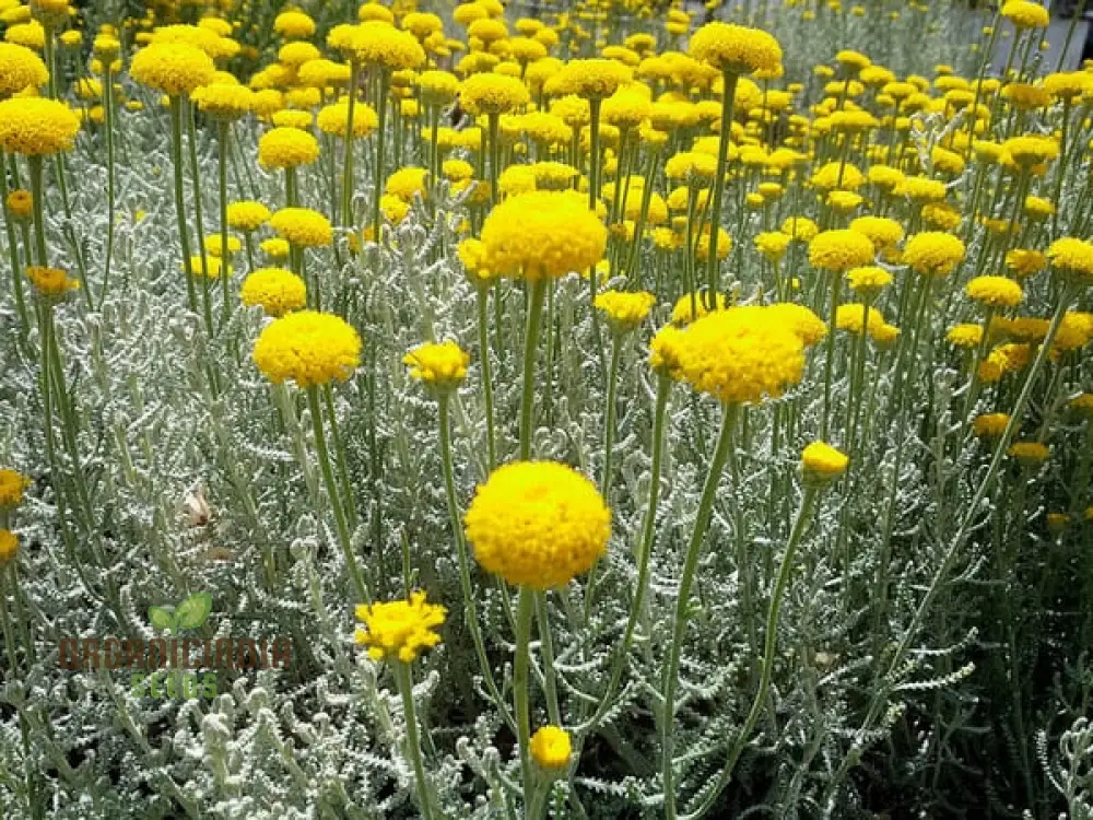 Santolina Seeds (Cotton Lavender Seeds) - Fragrant Hardy Blooms for Borders & Landscapes - Image 3