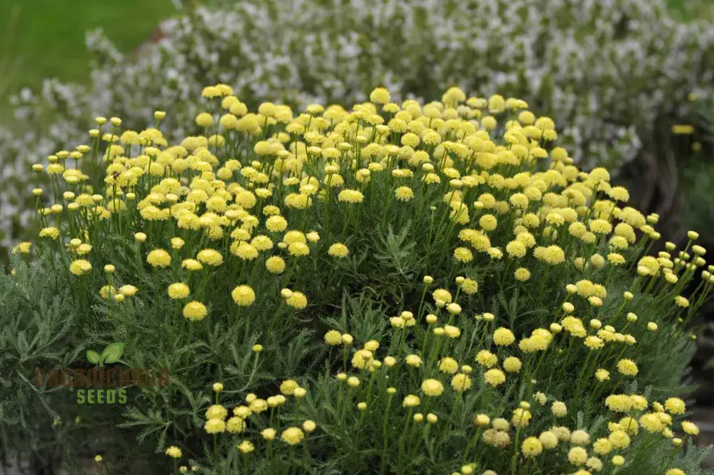 Santolina Seeds (Cotton Lavender Seeds) - Fragrant Hardy Blooms for Borders & Landscapes - Image 4
