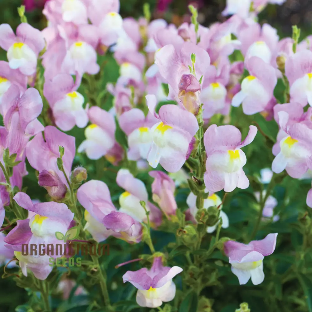 Snapdragon Antirrhinum Majus Tortuosum Seeds – Twisting Bloom Garden Variety