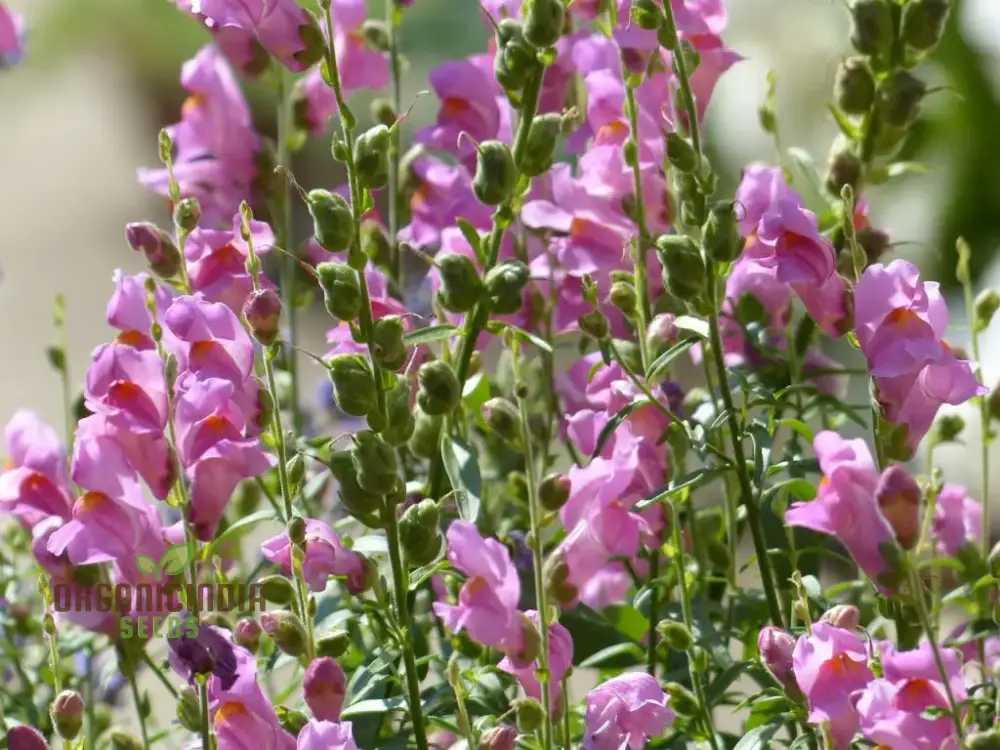 Snapdragon Antirrhinum Majus Tortuosum Seeds – Twisting Bloom Garden Variety - Image 3
