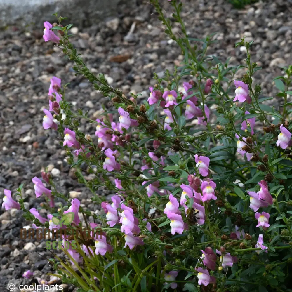 Snapdragon Antirrhinum Majus Tortuosum Seeds – Twisting Bloom Garden Variety - Image 4