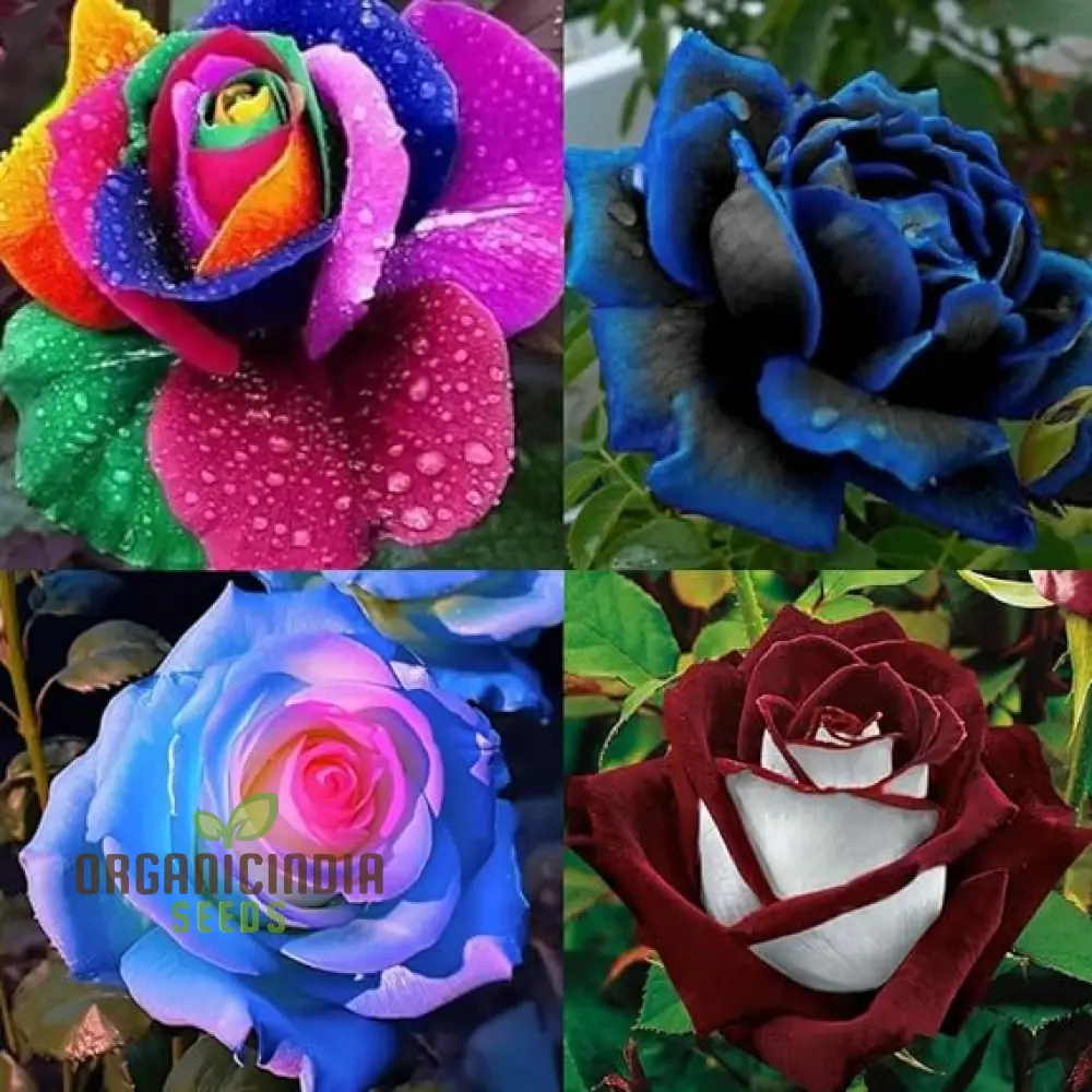 Exquisite Variety, Mixed Multicolored Rose Seeds for Lush Gardens - Premium Gardening Seeds
