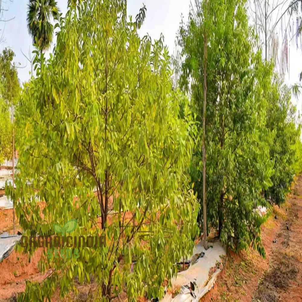 Exquisite White Sandalwood Plant seeds, Rare Santalum Album for Indoor and Outdoor Gardens