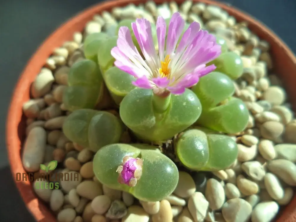Eye Leaves Conophytum Succulent Seeds for Planting, Perfect for Home Gardens and Indoor Planting Collections, High-Quality Seeds