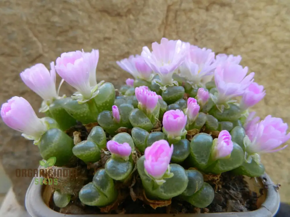 Eye Leaves Conophytum Succulent Seeds for Planting, Perfect for Home Gardens and Indoor Planting Collections, High-Quality Seeds - Image 3