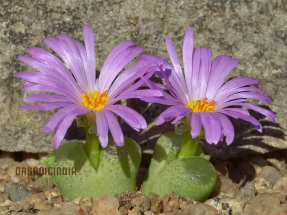 Eye Leaves Conophytum Succulent Seeds for Planting, Perfect for Home Gardens and Indoor Planting Collections, High-Quality Seeds - Image 4