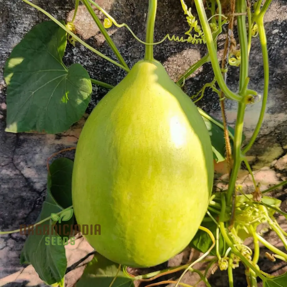 F-1 Pot Shaped Bottle Gourd Vegetable Seeds for Planting,Gardening and Cultivation - Image 3