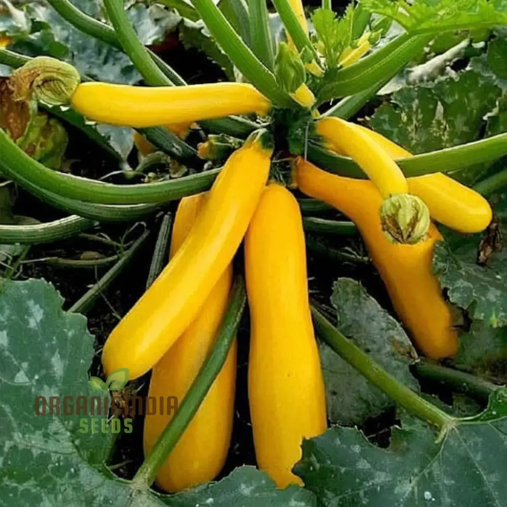 F-1 Hybrid Yellow Beauty Zucchini Seeds - High-Yielding and Flavorful Summer Squash