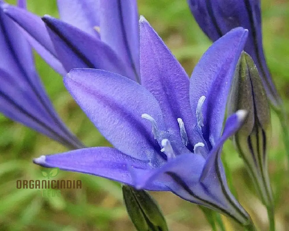 Fabiola Violet Blue Flower Bulbs Triteleia Queen Spring Starflower Corms for Your Perennial Summer Garden(pack of 3 Bulbs) - Image 3