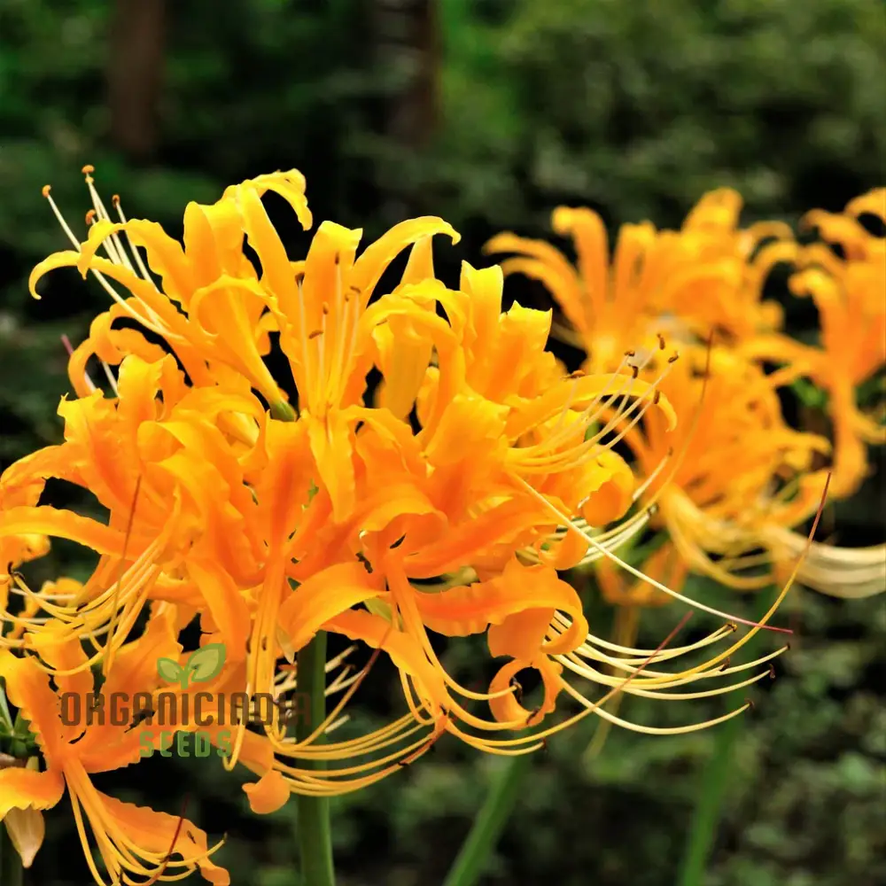 Fabiola Violet Blue Flower Bulbs Triteleia Queen Spring Starflower Corms for Your Perennial Summer Garden(pack of 3 Bulbs) - Image 6