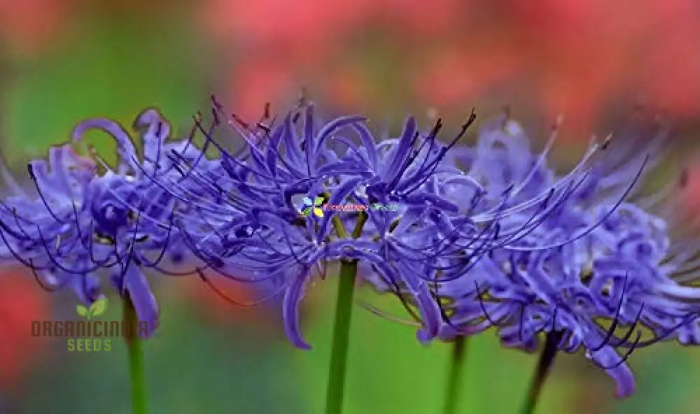 Fabiola Violet Blue Flower Bulbs Triteleia Queen Spring Starflower Corms for Your Perennial Summer Garden(pack of 3 Bulbs) - Image 9