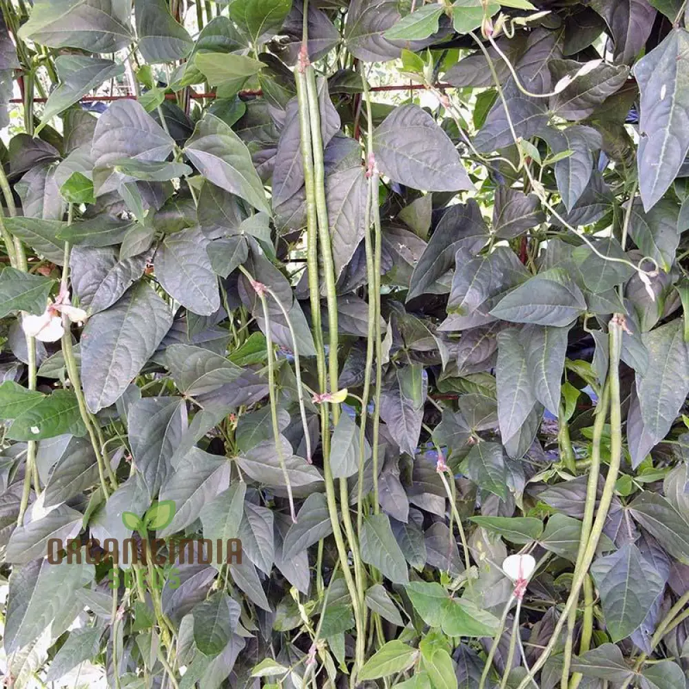 Fagiolini Della'occhio Cowpea Seeds For Planting: Heirloom Variety for Robust Gardening Enthusiasts