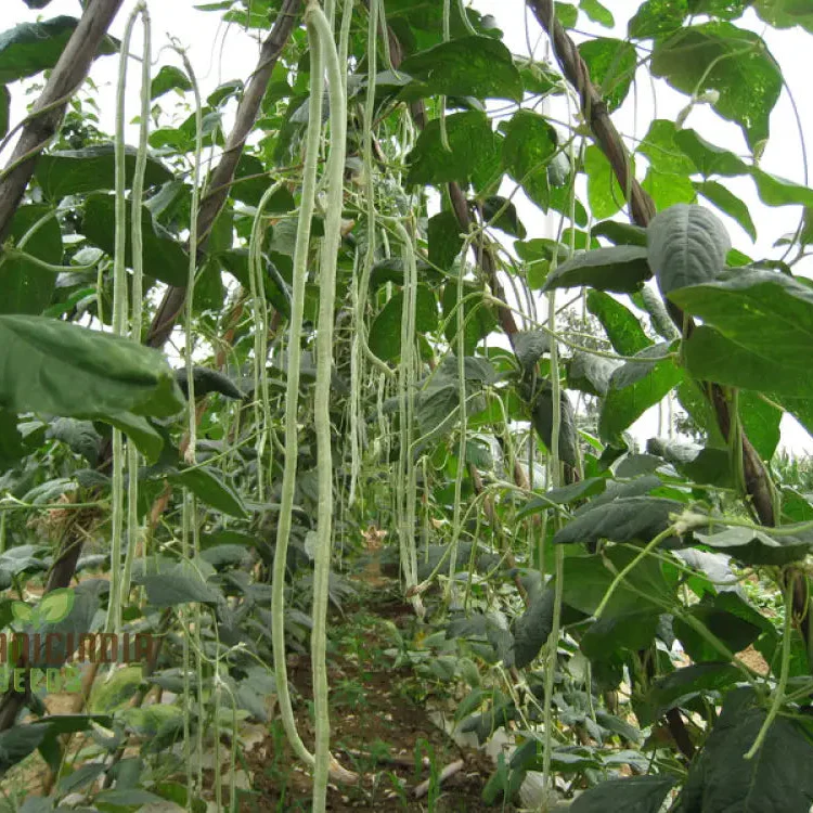 Fagiolini Della'occhio Cowpea Seeds For Planting: Heirloom Variety for Robust Gardening Enthusiasts - Image 3