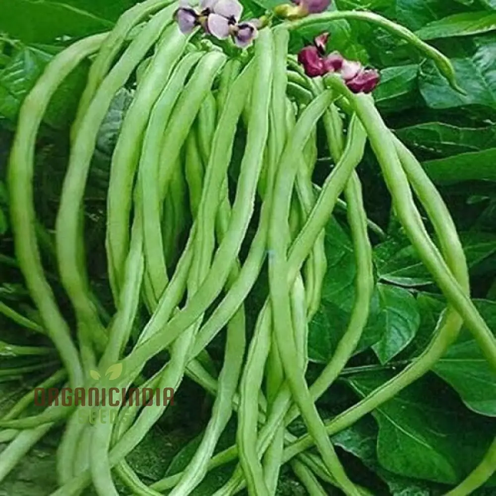 Fagiolini Della'occhio Cowpea Seeds For Planting: Heirloom Variety for Robust Gardening Enthusiasts - Image 4