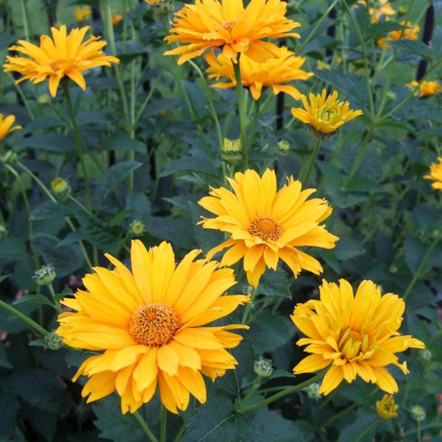 False Sunflower Seeds (Heliopsis Helianthoides) - Hardy Perennial, Heat & Drought Tolerant Blooms - Image 3