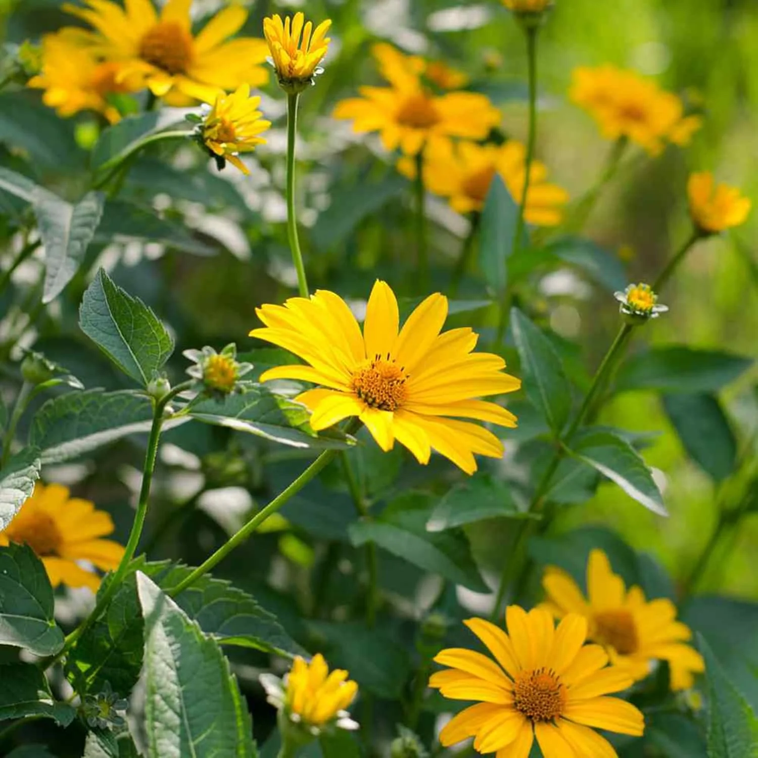 False Sunflower Seeds (Heliopsis Helianthoides) - Hardy Perennial, Heat & Drought Tolerant Blooms - Image 4