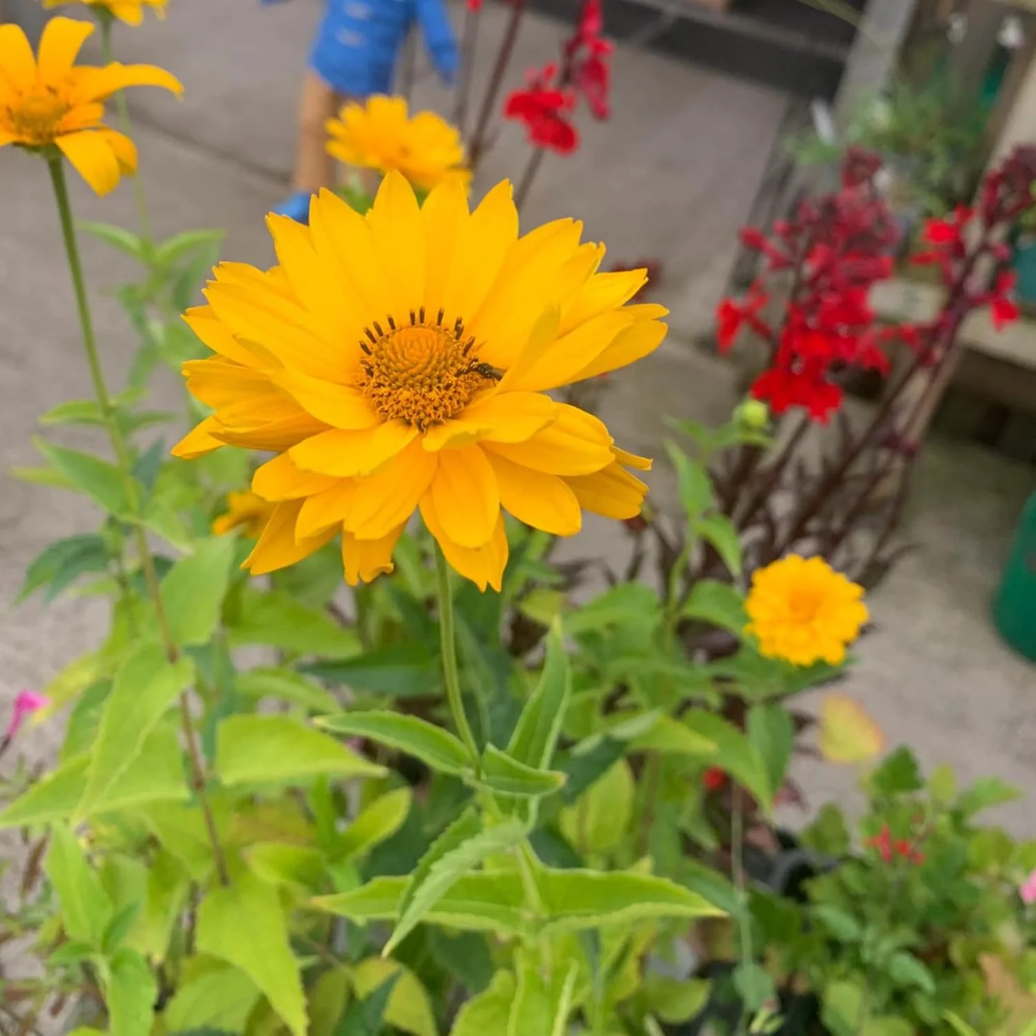 False Sunflower Seeds (Heliopsis Helianthoides) - Hardy Perennial, Heat & Drought Tolerant Blooms - Image 5