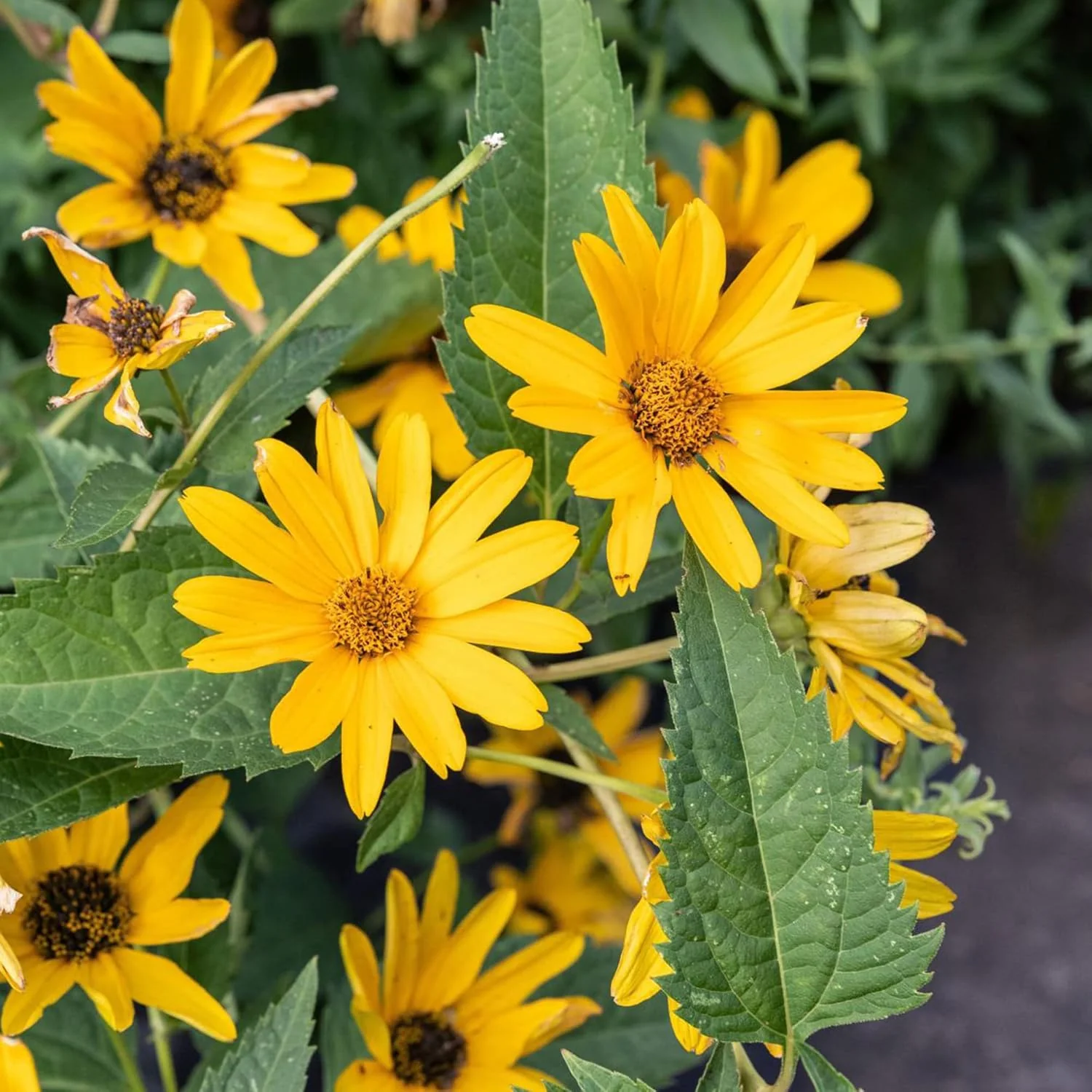 False Sunflower Seeds (Heliopsis Helianthoides) - Hardy Perennial, Heat & Drought Tolerant Blooms - Image 6