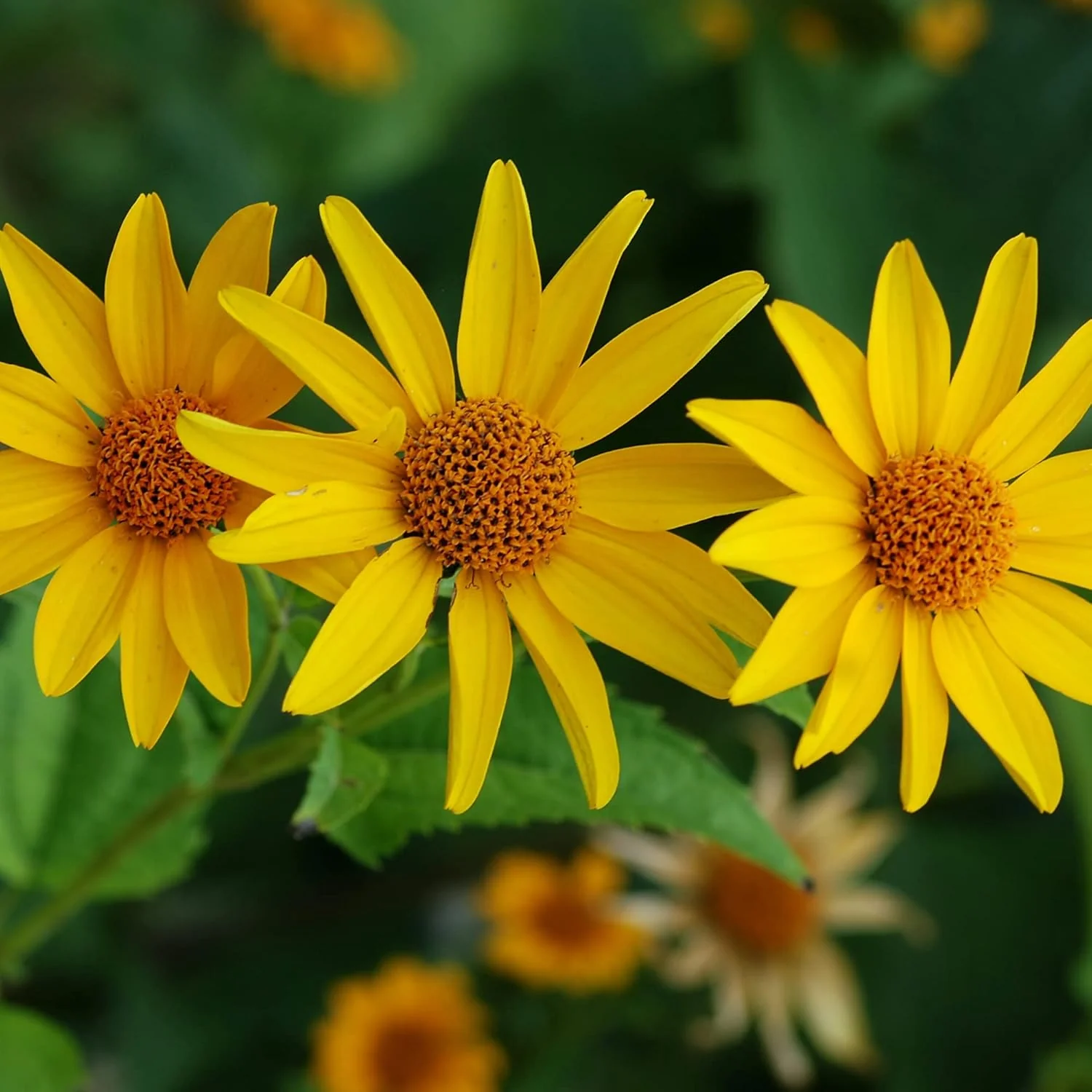 False Sunflower Seeds (Heliopsis Helianthoides) - Hardy Perennial, Heat & Drought Tolerant Blooms - Image 7