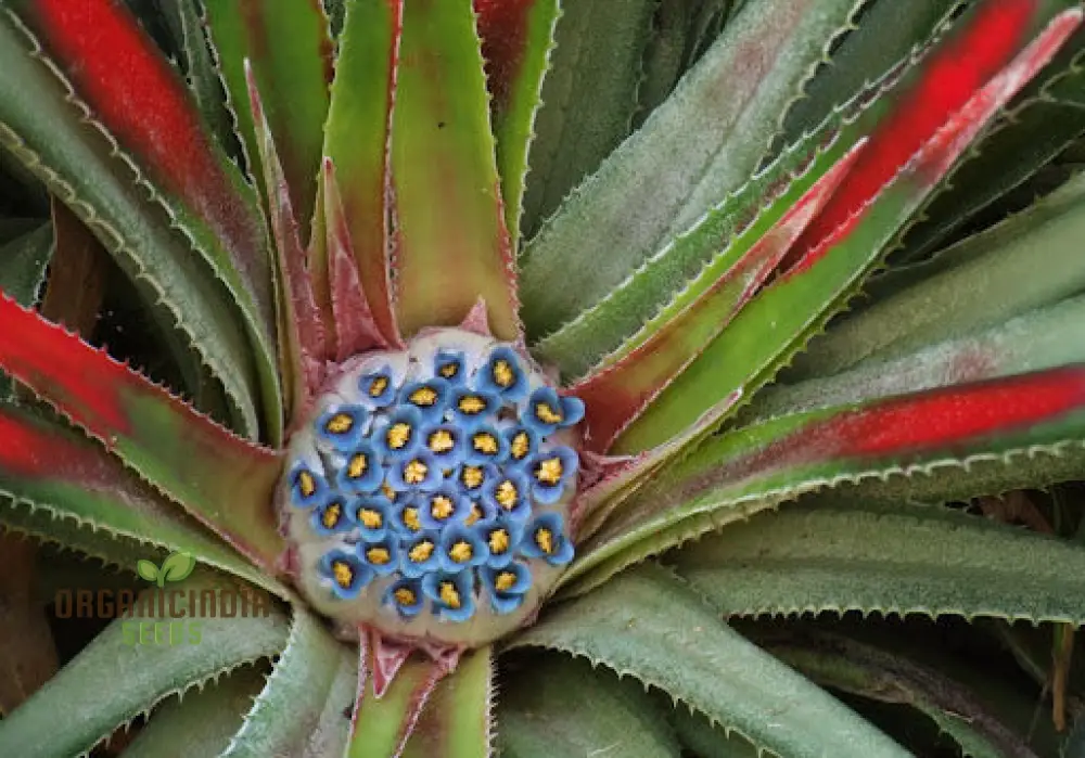 Fascicularia Micrantha Seeds - Exotic Bromeliad for Planting in Tropical Gardens and Containers